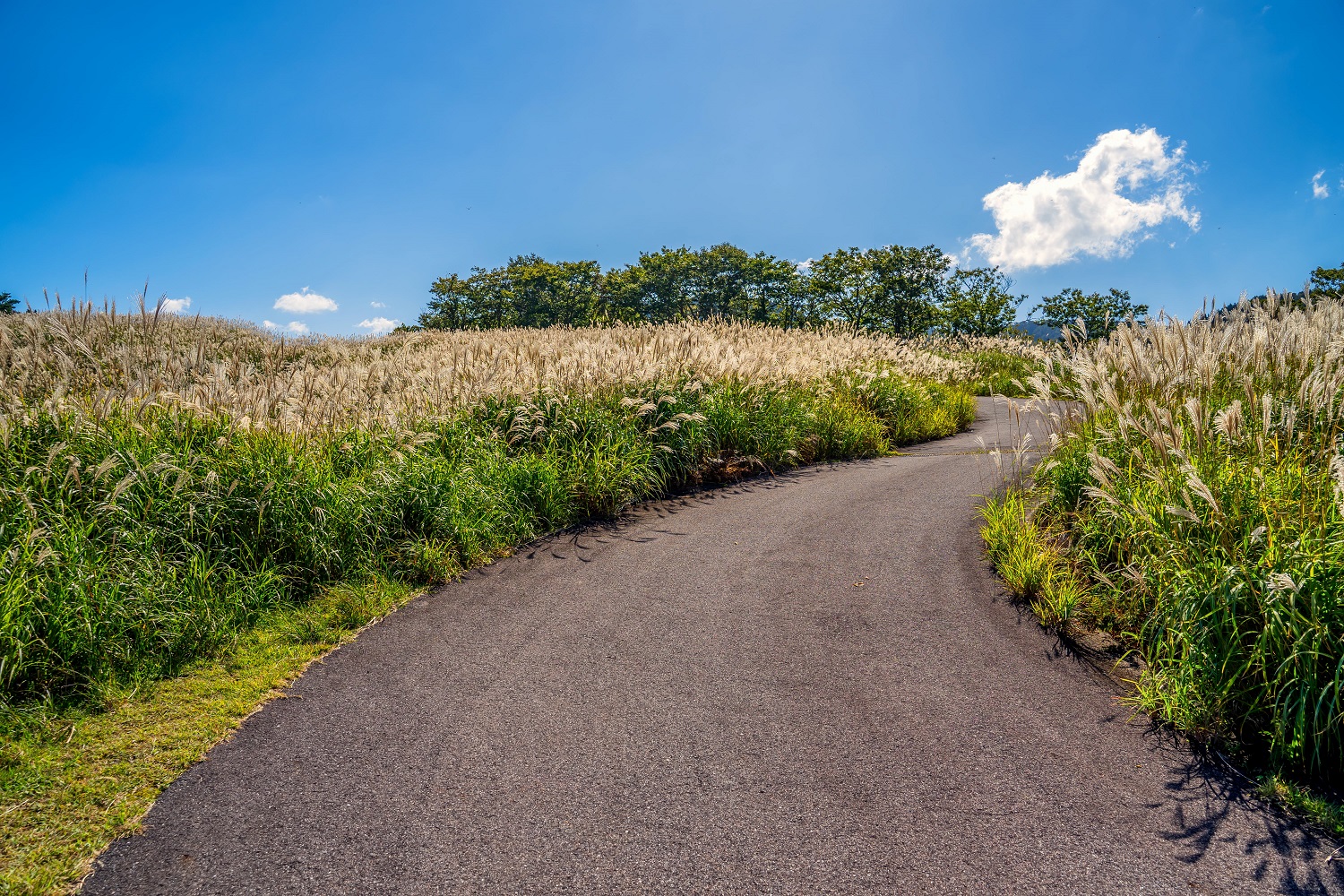 上山高原について